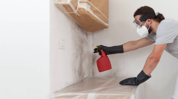Professional Black Mold Remediation technician working in Fair Haven, NY