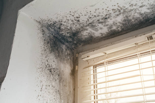 Affordable Black Mold Remediation solutions in Fair Haven, NY